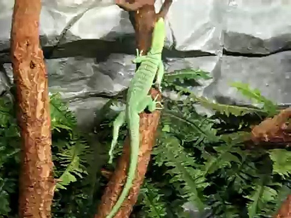 øgle!!!