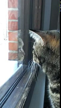 Кот охотится на птиц; cat hunting birds