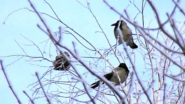 Кот шпион охота на птиц _ Cat vs birds hunt very cool