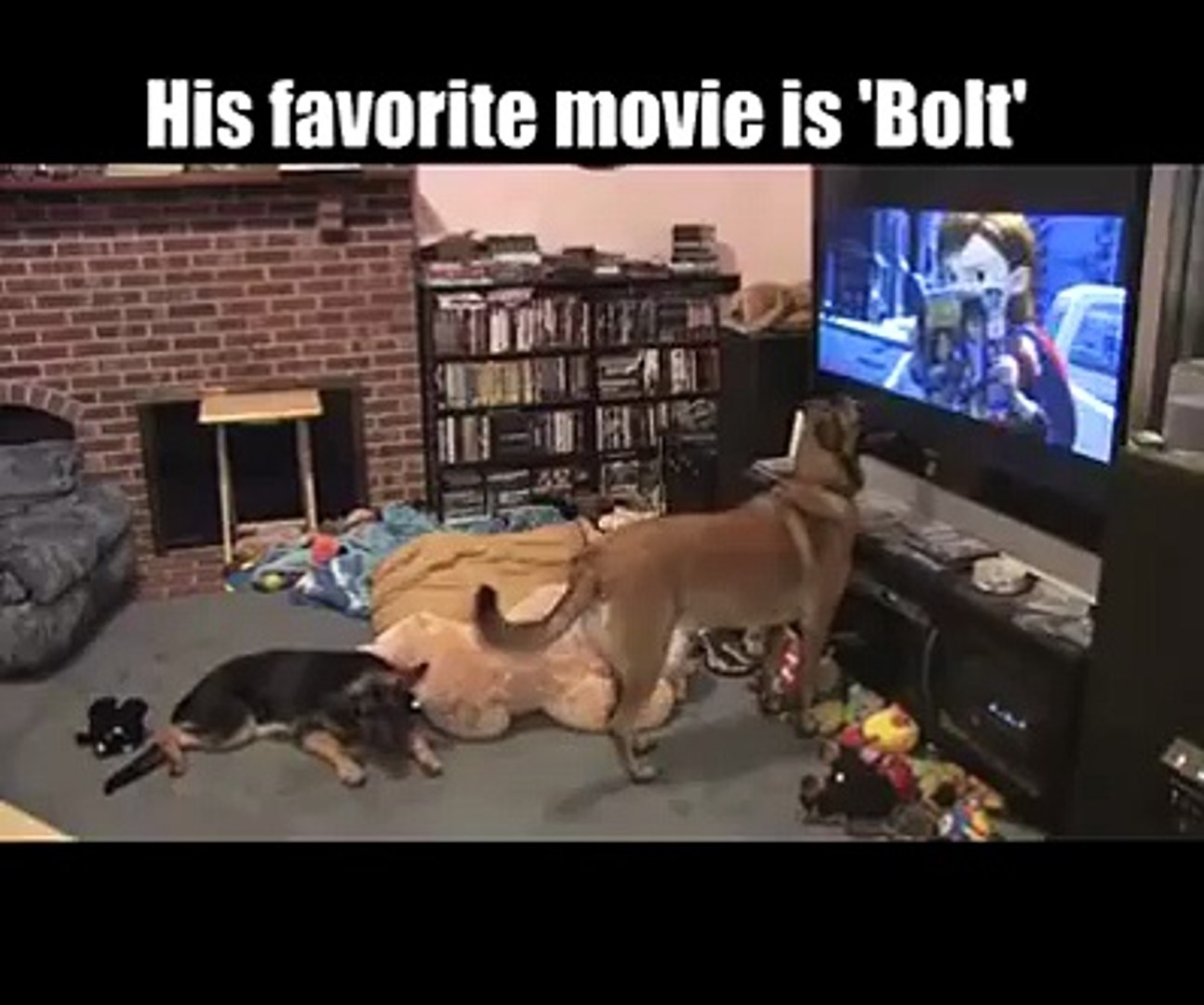 ⁣Funny Dog Video !!! DOg love For Other Dog Funny Video