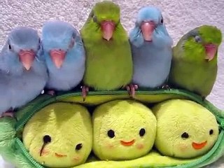 5 peas in a pod - Parrotlets 4weeks old-Cute Animals