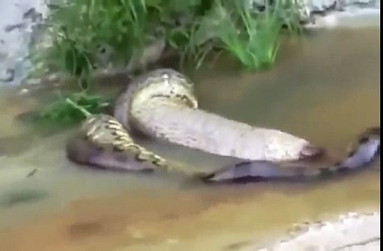 Анаконда не смогла сожрать корову