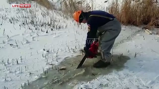 В Якутии спасли корову, провалившуюся под лед