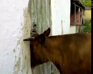 КОРОВА ОТКРЫЛА ДВЕРЬ РОГАМИ! COW came home ! приколы