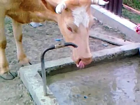 Очень сообразительная и умная корова