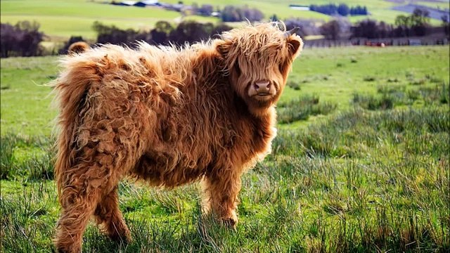 Породы коров Мини коровы Хайленд