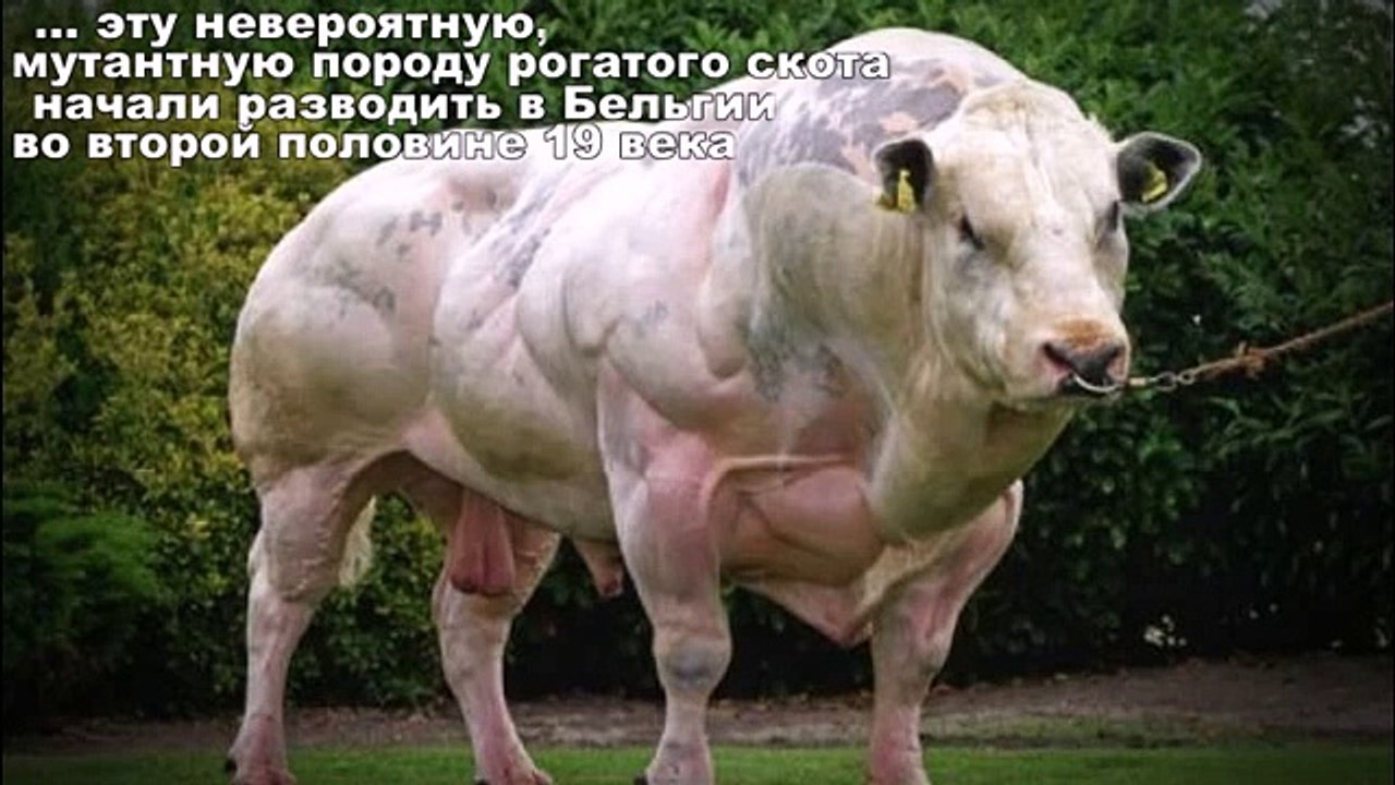 Самые большие быки