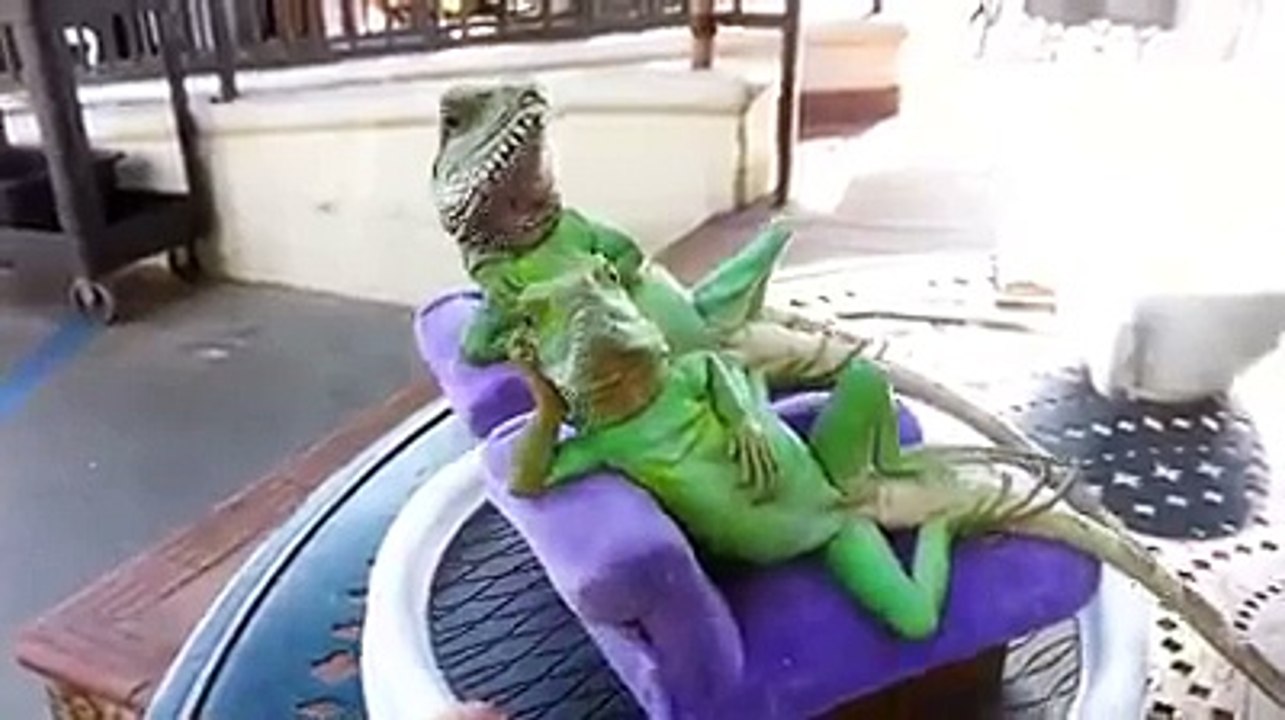 Keyif yapan iguanalar :D tiplere bak ya