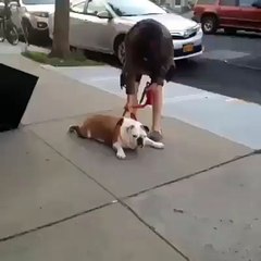 DOG 2016 XD #ben iMOoD