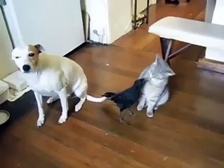 True Friends Crow, Cat and Dog