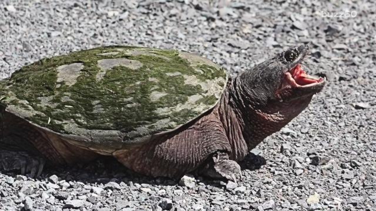 Man caught smuggling almost 40 turtles down his pants