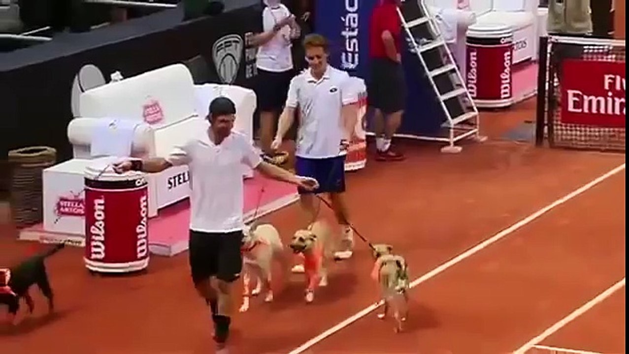 Des chiens remplacent les ramasseurs de balles à l'Open du Brésil