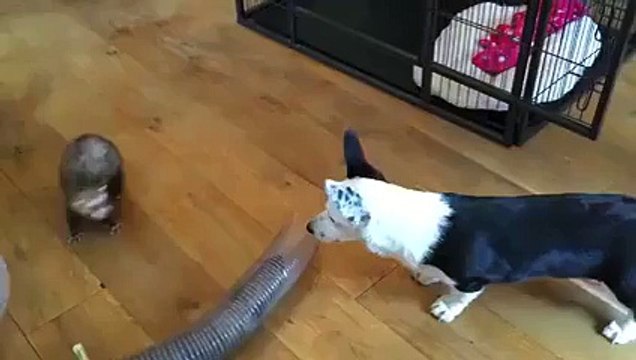 Un chien rendu fou par 2 furets malicieux