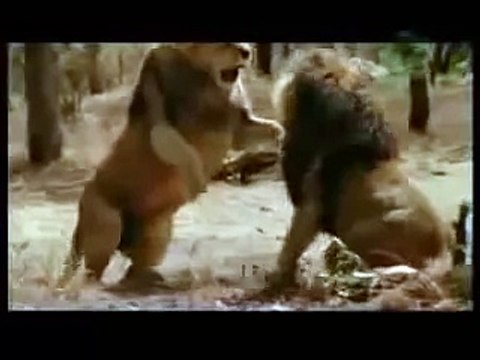 Бой Львов Лев VS Лев