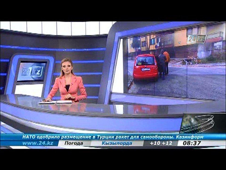 В Боснии бродячие собаки нападают на людей
