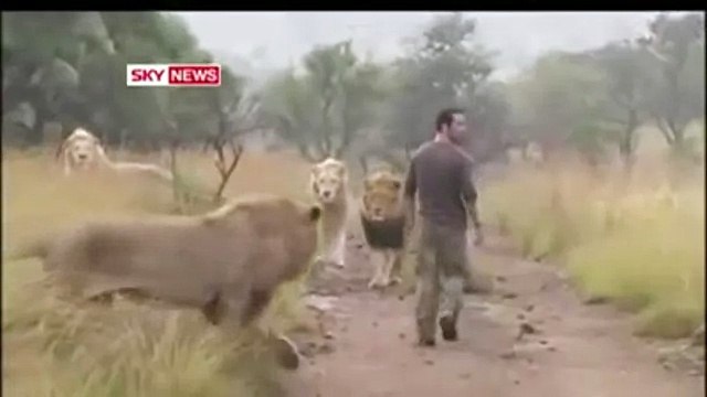 Дикие львы принимают мужчину как своего