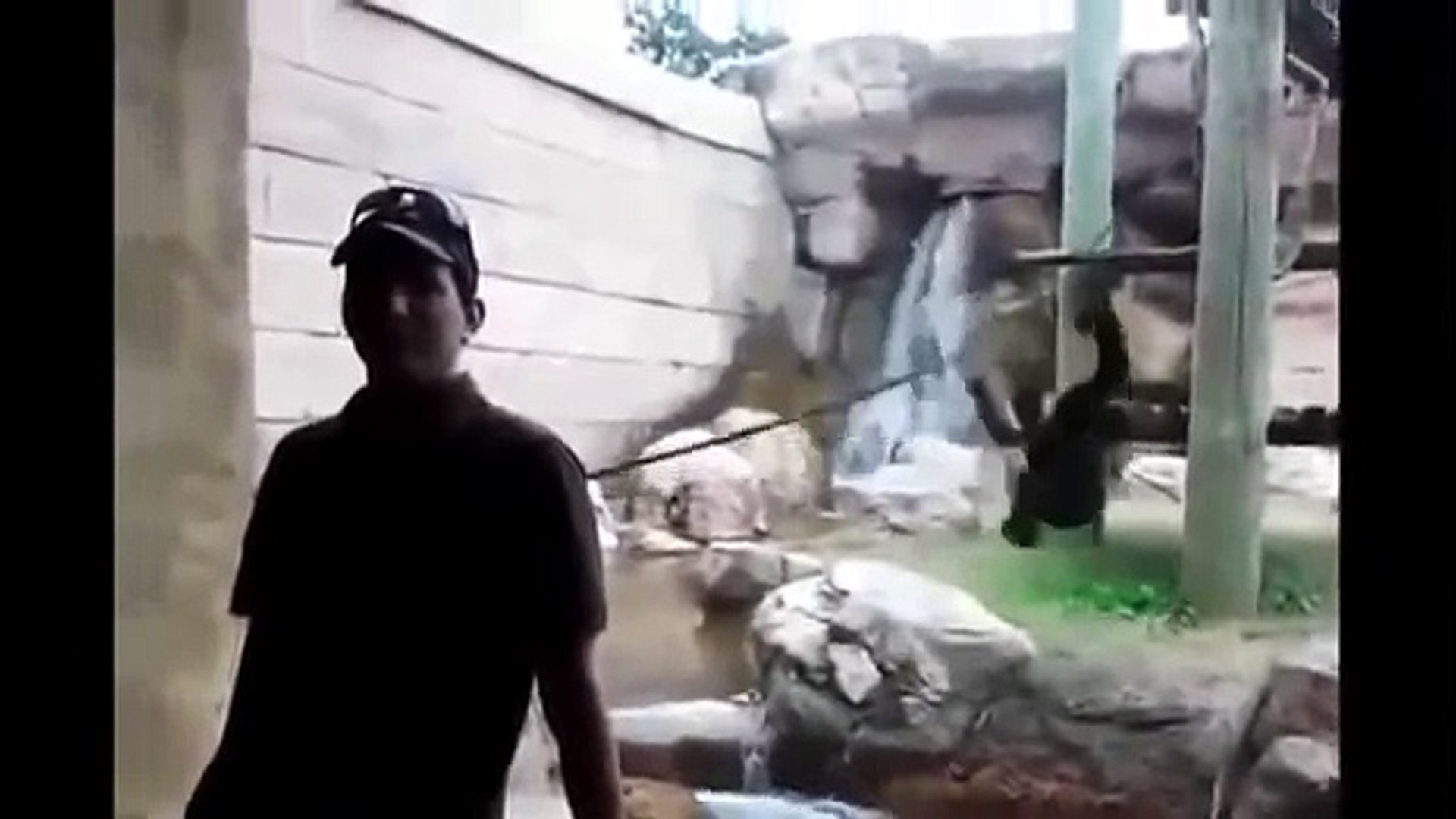 ⁣животные нападают на людей animals attack people (1)