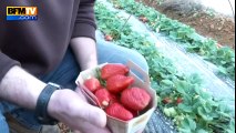 La fraise Gariguette en avance et étonnamment grosse cette année