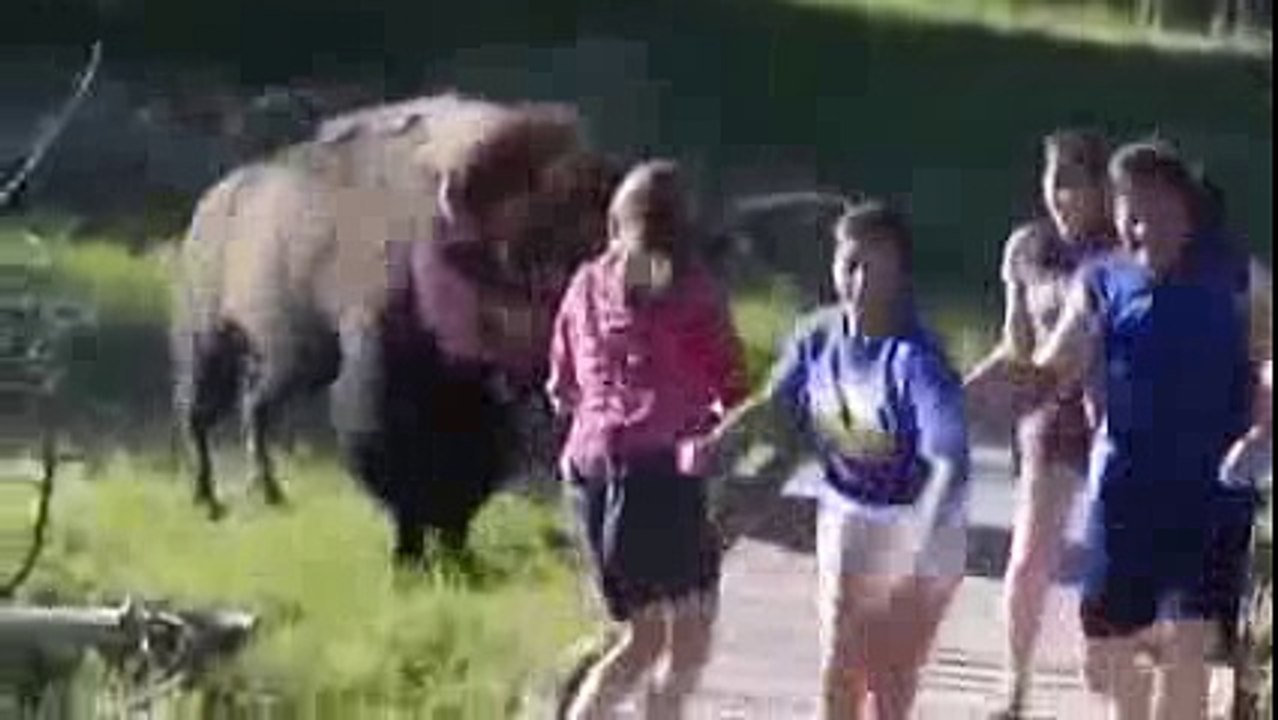 Животные нападают на людей