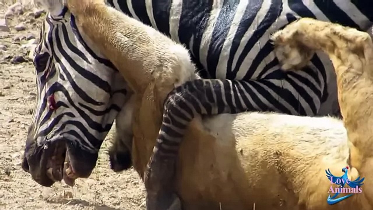 Лев Атака Злой Зебра Атака Лев диких животных Атака