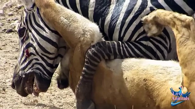 Лев Атака Злой Зебра Атака Лев диких животных Атака