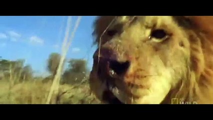 Лев атакует Буйвола