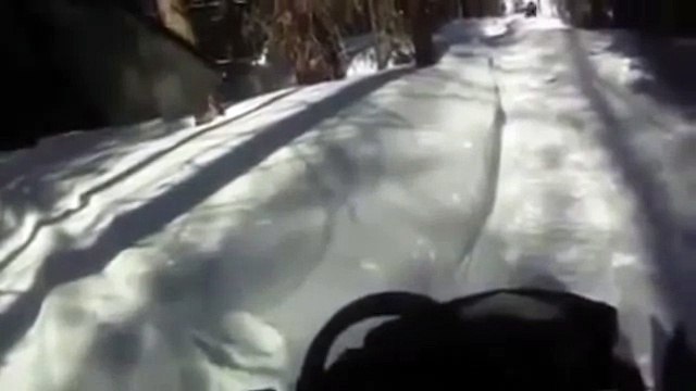 Лось атакует, нападение лося на человека