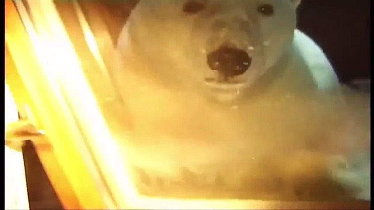 Собака нападает на полярного медведя