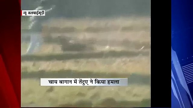 Опасные животные. Дикие животные. Леопард нападает на людей