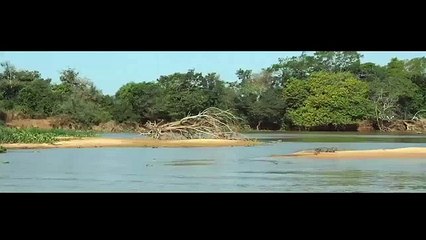 Ягуар атакует крокодила