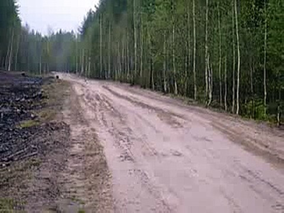 Hare, cunnings in wood. Hunting. Заяц, хитрости в лесу. Охот