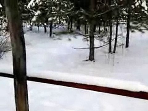 Зайцы у дороги