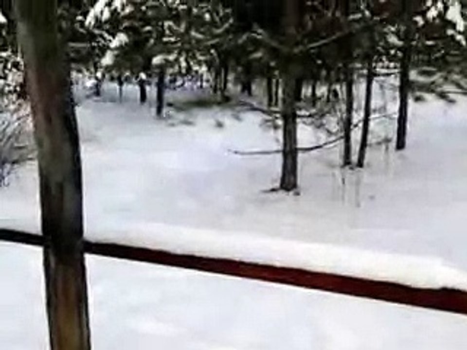 Зайцы у дороги