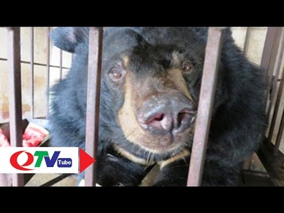 Đưa gấu về Tam Đảo | QTV
