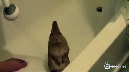 ЗАЯЦ В ВАННОЙ! СУПЕР ПРИКОЛЬНЫЙ