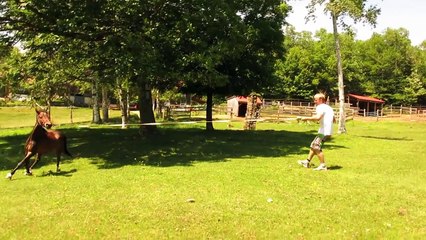 Equine Therapies for Rehab Guys - The Hawaiian Lunges Spiffy