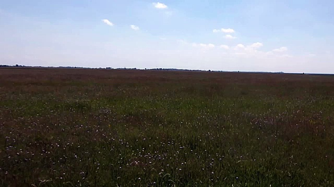 Заяц на дороге в Бургенланде _ Burgenland