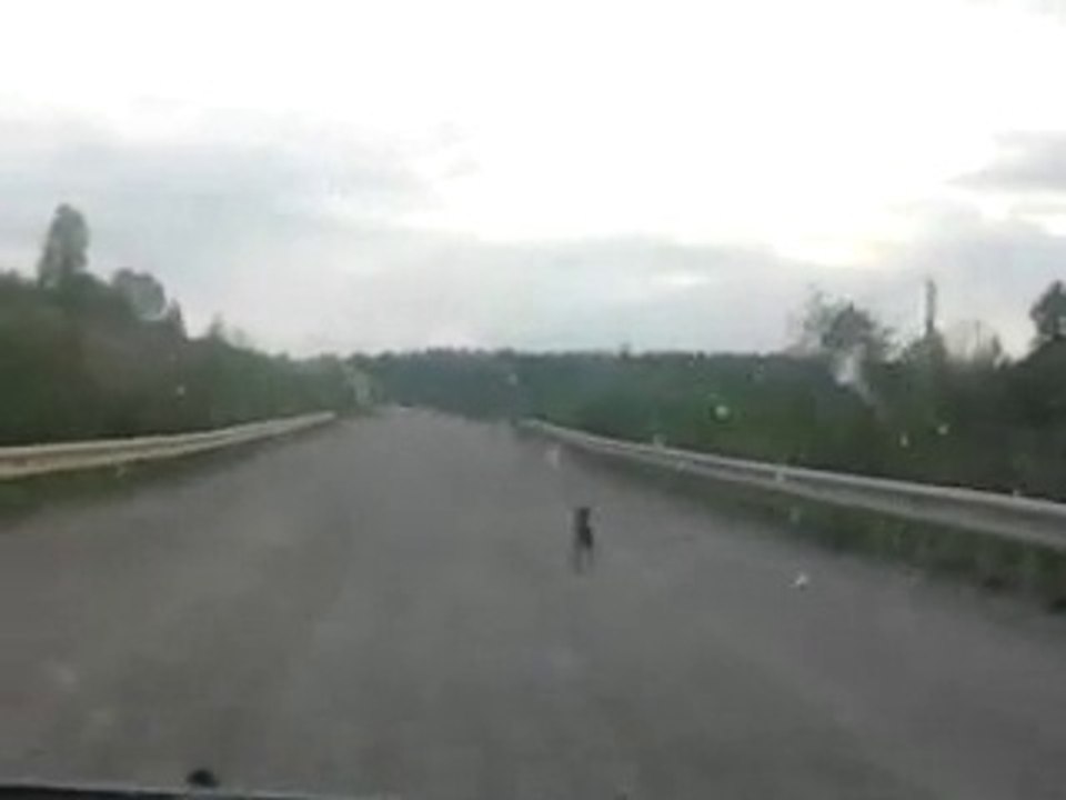 заяц на дороге Вологда-Коноша