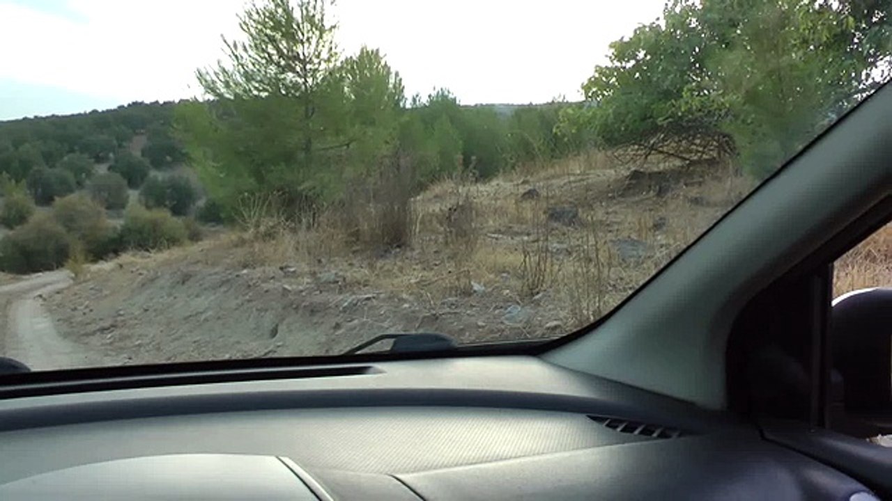 Заяц потерявший страх!