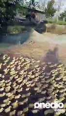 Banyo Zamanı! 5000 Yavru Ördeğin Su ile İlk Kez Buluşma Heyecanı