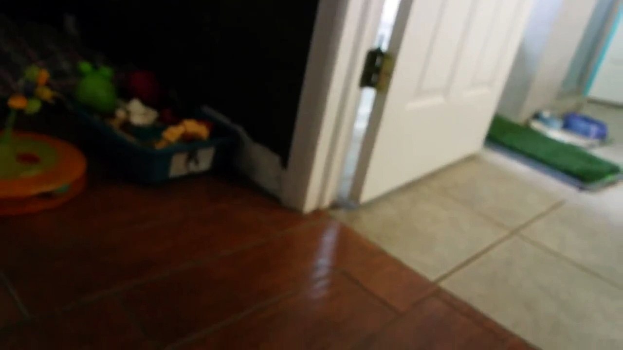 Cockatoo throws a temper tantrum