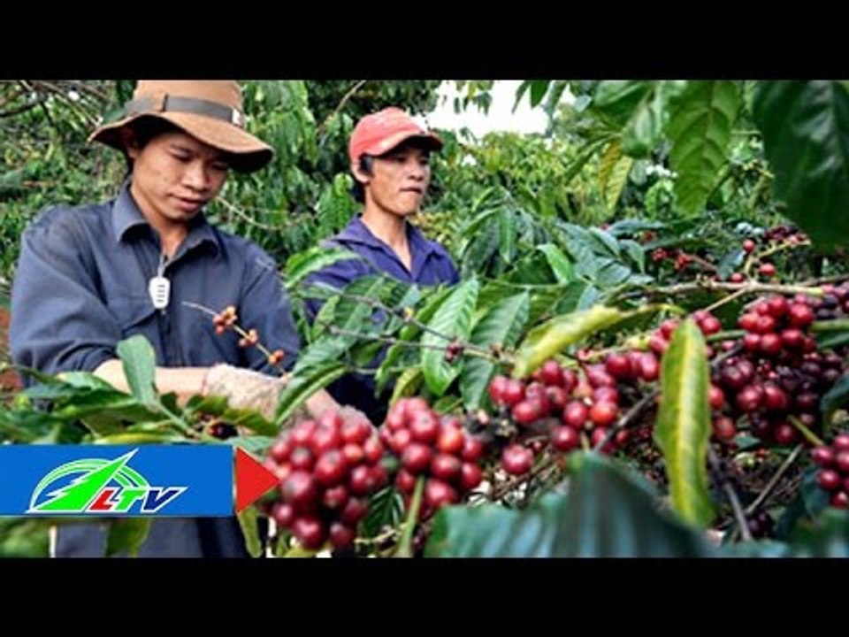 Ninh Gia đẩy mạnh an ninh mùa vụ | LTV