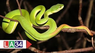 Sơ cứu thế nào khi bị rắn cắn? | LATV