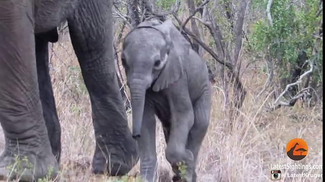 Mother Elephants Protects Calf From Tourists