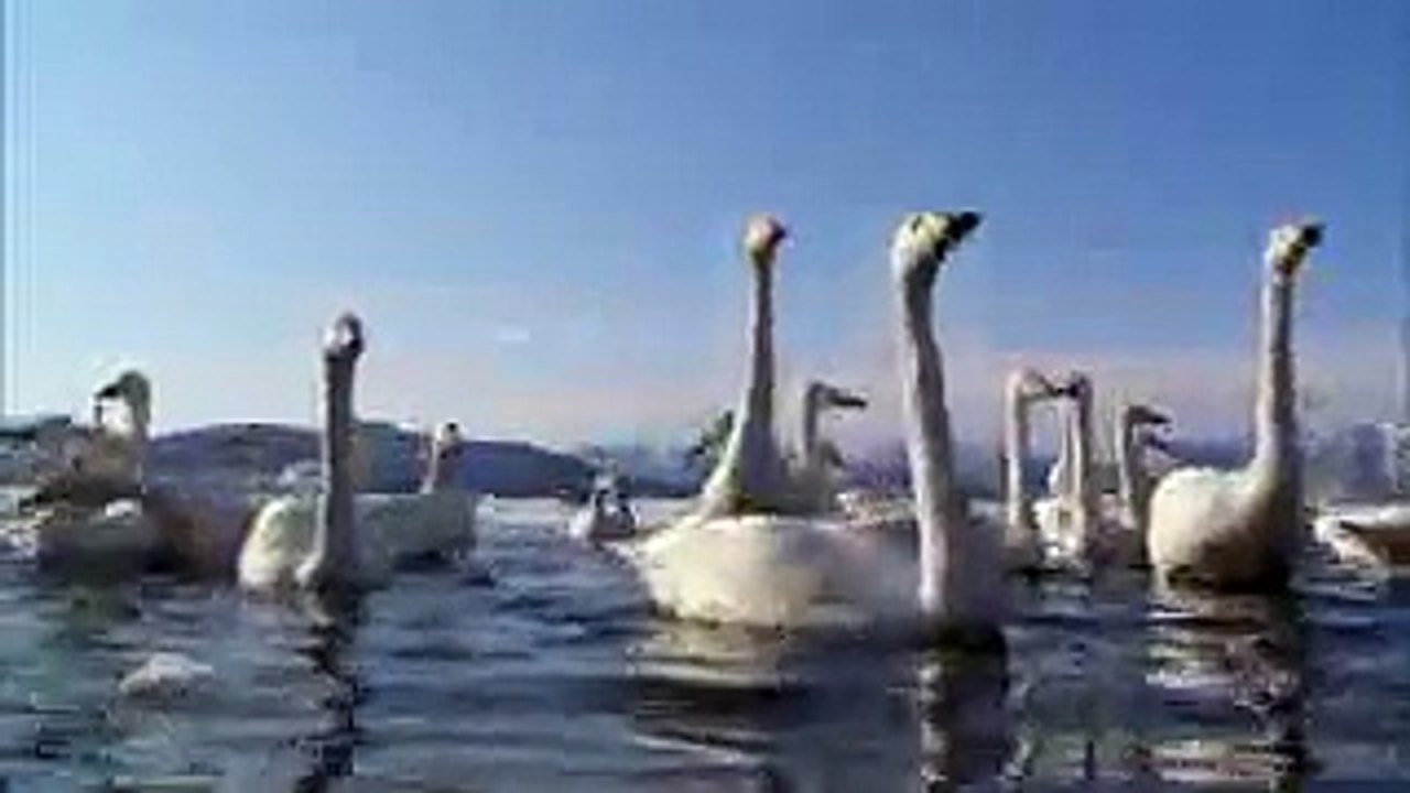 Lovely Birds