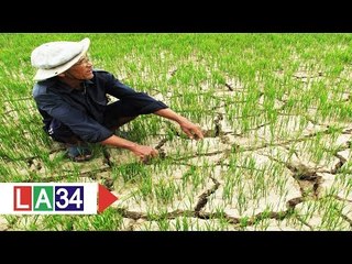 Hạn hán nặng, cây trồng "đói" nước trầm trọng | LATV