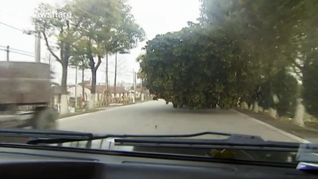 Lorry carrying a tree brushes tricycle, sending it into a river