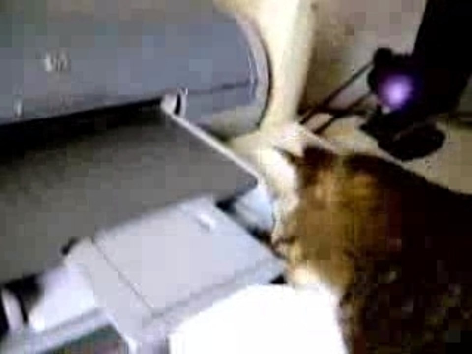 Le Chat et l'imprimante