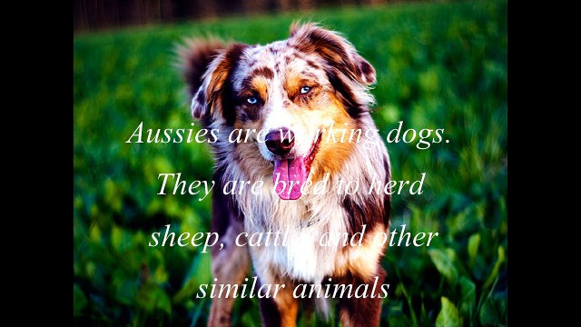 Australian Shepherd