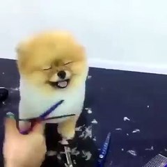 cat styling his hair very cute